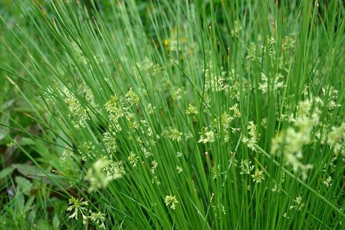 Perennial Farm Juncus Effusus (Common Rush/Soft Rush) – Live Ornamental Grass in 1 Quart, Upright Green Stems, Deer Resistant, Ideal for Rain Gardens, Water Features & Wetland Borders