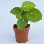 Chinese Money Plant Live (Pilea Peperomioides) | Available in 2.5 Inch & 4 Inch Nursery Pot or Add Our Geometric Self-Watering Planter | Air Purifying (Nursery Pot, 2.5 inch Pot)