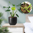 5Pcs Gold Plant Stem Support, Stable Support Stakes for Plants Stabilize, Outdoor & Indoor & Garden Plant Stakes for Healthy Growth (Flower Shaped Bracket A)