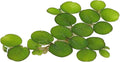 24 Water Spangles (Salvinia Minima), Live Aquarium/Aquatic/Floating/Pond/Beginner Plant NO Snail by TMD Fishkeeping
