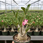 Rare Adenium Arabicum Godji Live Plant – Desert Rose Succulent – Thick Caudex Bonsai Plant – Drought Tolerant Exotic Houseplant