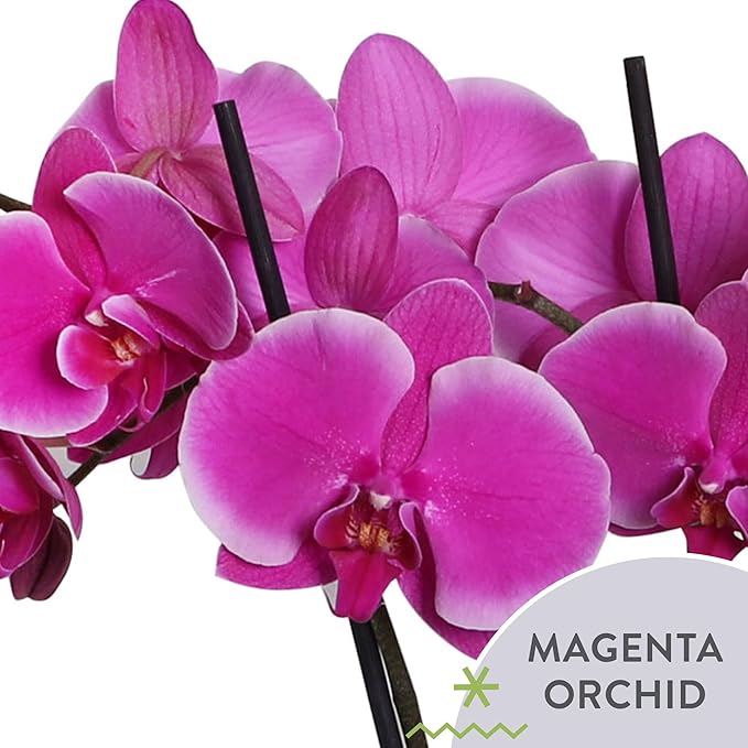 Green Circle Growers 5" Magenta Orchid in Terrazzo Pink Planter, Live Plant – Proud of You