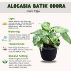 Live Alocasia Batik Odora Variegated Plant - Rare Exotic Tropical Houseplant, Stunning Indoor Foliage, Easy Care Air-Purifying Plant for Home Decor, Office, and Unique Gifts (Heat Pack Included)