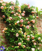 Rare Pink Red Purple Yellow Rose Seeds for Planting - 50+ Hybrid Climbing Rose Heirloom Bush Perennial Shrub Plant for Garden Decoration