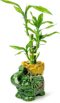 Lucky Bamboo 3-Stalk Set with Pebbles in Elephant Coin Plate Pot – 6'' 6'' 8'' Live Plant for Positive Energy