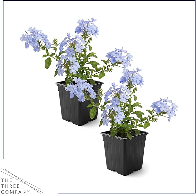 Live Hardy Plumbago 2-Pack – Blue Flowers – Sun Groundcover Perennial, Late Summer Color, 10” Tall, 1 Qt Pot