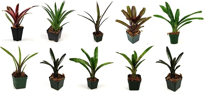 Josh's Frogs Bromeliad Bundle - 10 Plants