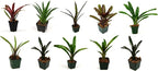Josh's Frogs Bromeliad Bundle - 10 Plants