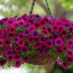 270+ Trailing Petunia Seeds for Planting - Spreading Annual Flower Blooms for Hanging Baskets, Window Boxes, and Garden Ground Cover