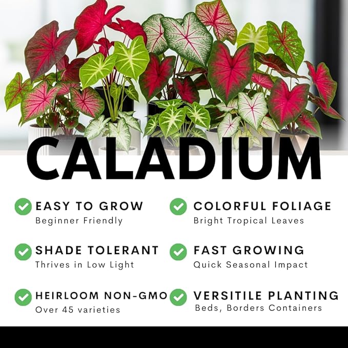 Florida Cardinal Caladium Bulbs for Planting – Perennial Elephant Ear, Fancy Heart-Shaped Leaves, Vibrant Red and Green Foliage for Shade Gardens, Containers, and Indoor Displays (20 Bulbs)