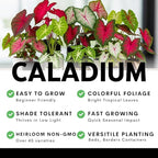 Pink Princess Caladium Bulbs for Planting - Beautiful Spotted Leafs Stand Out - Perennial Hosta, Elephant Ears, Fancy (2 Bulbs)