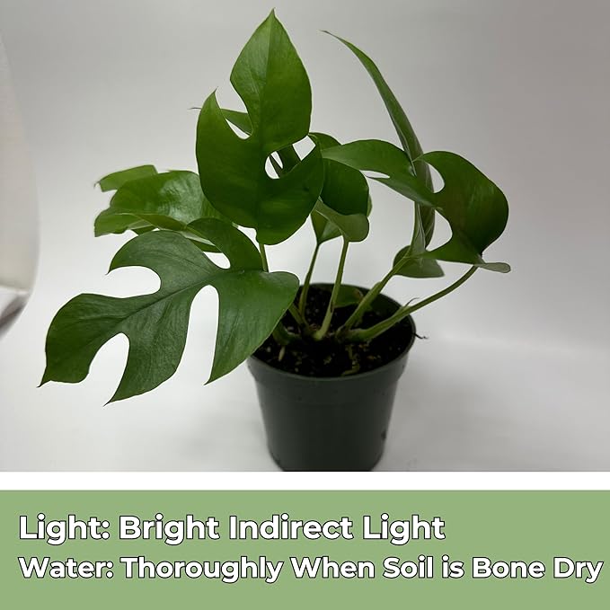 Mini Monstera Plant Live - Rare Rhaphidophora Tetrasperma with 4 Inch Pot - Easy to Care and Grow Indoor Houseplants for Home Office Wedding Decor & Birthday Gift