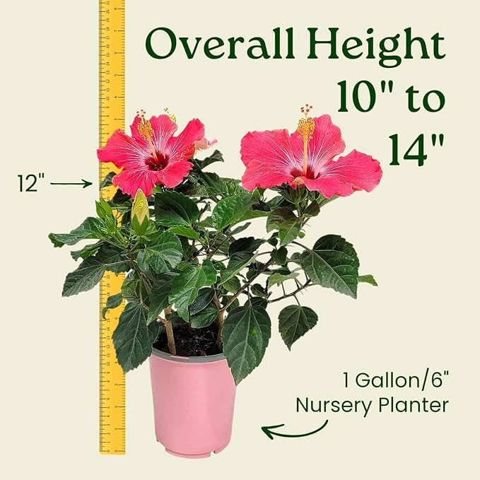 Tropical Plants of Florida - Pink Hibiscus Bush Dwarf - Tropical Flowering Plant Large - 12" to 16" Overall Height - 1 Gallon Planter (Plant Only)