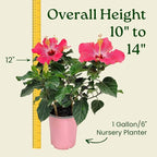 Tropical Plants of Florida - Pink Hibiscus Bush Dwarf - Tropical Flowering Plant Large - 12" to 16" Overall Height - 1 Gallon Planter (Plant Only)