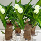 Brazilian Lucky Wood, Brazil's Lucky Tree Doesn't Need to Wait to Sprout, Hydroponic Stump for Purifying Indoor Air, Office Desk Decorations Plant Pot (A)