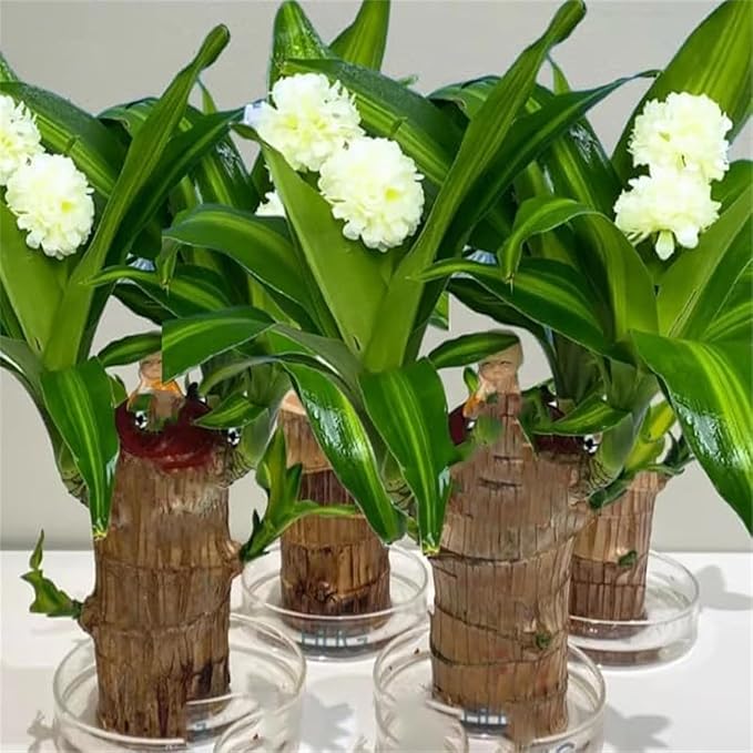 Brazilian Lucky Wood, Brazil's Lucky Tree Doesn't Need to Wait to Sprout, Hydroponic Stump for Purifying Indoor Air, Office Desk Decorations Plant Pot (B)