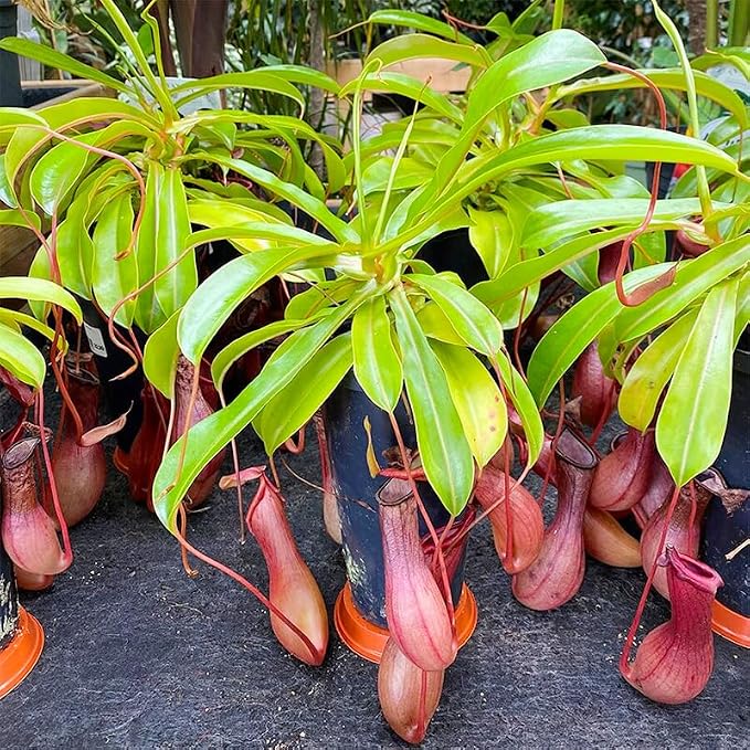 150+ Nepenthes Seeds - Tropical Carnivorous Plants, Unique Pitcher Shapes for Balcony & Garden Decoration, Moisture -Tolerant Easy Care