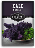 Scarlet Kale Seeds for Planting – Heirloom Purple Kale – Cold Hardy for Fall & Spring Vegetable Gardens – Crimson-Red Curly Leaves, Edible Garden Greens – Survival Garden Seeds (1 Pack)