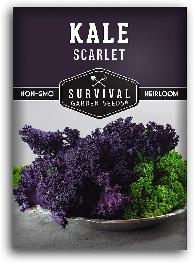 Scarlet Kale Seeds for Planting – Heirloom Purple Kale – Cold Hardy for Fall & Spring Vegetable Gardens – Crimson-Red Curly Leaves, Edible Garden Greens – Survival Garden Seeds (1 Pack)