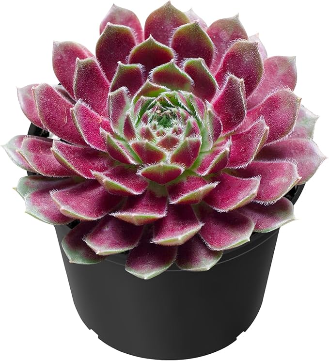 Sprout N Green Sempervivum 'Stansfieldii', Live Succulent Fully Rooted in 2" Pot, House Plant for Home Indoor Holiday Wedding Garden Decor, DIY Projects, Party Favor, Easy to Care, Pet Friendly