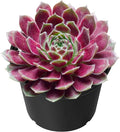 Sprout N Green Sempervivum 'Stansfieldii', Live Succulent Fully Rooted in 2" Pot, House Plant for Home Indoor Holiday Wedding Garden Decor, DIY Projects, Party Favor, Easy to Care, Pet Friendly