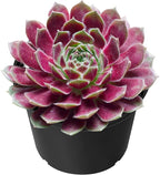 Sprout N Green Sempervivum 'Stansfieldii', Live Succulent Fully Rooted in 2" Pot, House Plant for Home Indoor Holiday Wedding Garden Decor, DIY Projects, Party Favor, Easy to Care, Pet Friendly