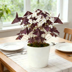 10 Bulbs Oxalis Triangularis, Purple Shamrocks Flowers for Home Garden Indoor Outdoor Planting, Easy Care