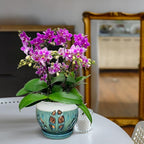 W&W Orchid Pot with Holes and Saucer for Repotting, Teal Mix, 6.5"