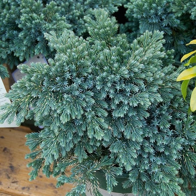 RedCrocus Blue Star Juniper- Compact Evergreen Conifer for Landscapes, Rock Gardens & Containers, Hardy in Zones 4-8, Drought-Tolerant, Pet-Safe 3 Gallon