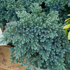 RedCrocus Blue Star Juniper- Compact Evergreen Conifer for Landscapes, Rock Gardens & Containers, Hardy in Zones 4-8, Drought-Tolerant, Pet-Safe 3 Gallon