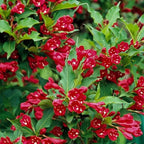 Red Weigela Live Plant, Spring Blooming Shrub in 4” Pot, Hardy Perennial Flowering Bush for Garden Borders, Cold Hardy, Dormant in Winter
