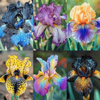 220+ Rare Heirloom Iris Seeds for Planting-Beautiful and Colorful Blooms for Your Garden-Non-GMO Heirloom Plant Seeds