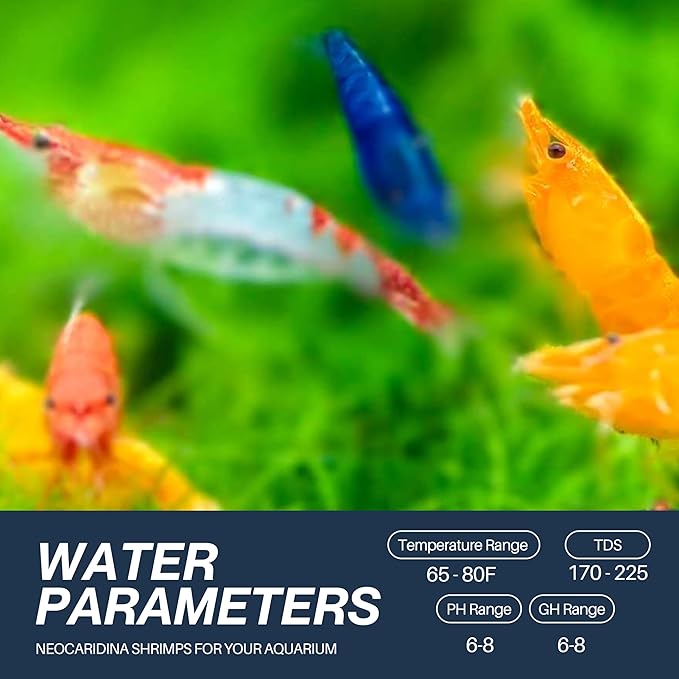 Mix Neocaridina Shrimps for Freshwater Aquariums (Pack of 10)