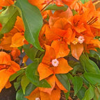 2 Bougainvillea Live Plants, Tropical Bougainvillea Flowering Vine, Fast Growing Outdoor and Container Plant, 4-8'' Tall (Deep Orange Blooms)