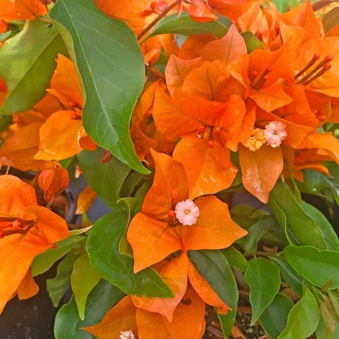 2 Bougainvillea Live Plants, Tropical Bougainvillea Flowering Vine, Fast Growing Outdoor and Container Plant, 4-8'' Tall (Deep Orange Blooms)