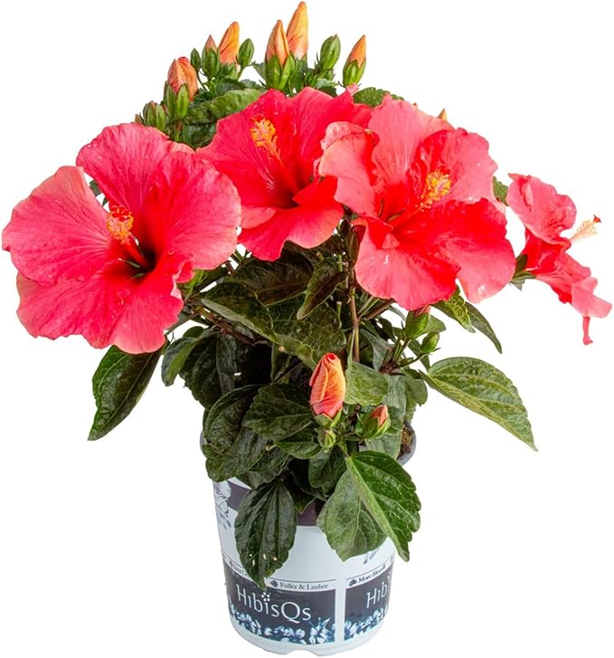 Costa Farms Premium Hibiscus Outdoor Flowering Plants 1 Gallon, Grower Pot, 16-Inches Tall, Pink Flowers