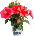 Costa Farms Premium Hibiscus Outdoor Flowering Plants 1 Gallon, Grower Pot, 16-Inches Tall, Pink Flowers