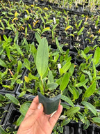 Rlc Cattleya Lady Gaga Orchid Comes in 2" Pot From Hawaii