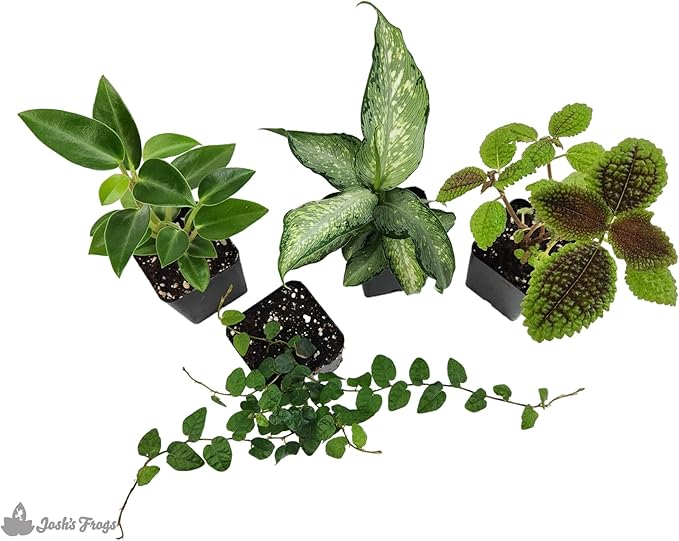18x18x24 Day Gecko Vivarium Plant Kit