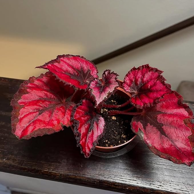 Trailing Begonia Plant Live, Rare Begonias Live Plant, 4-8 Inc Starter Indoor Outdoor Houseplant (Red Begonia)