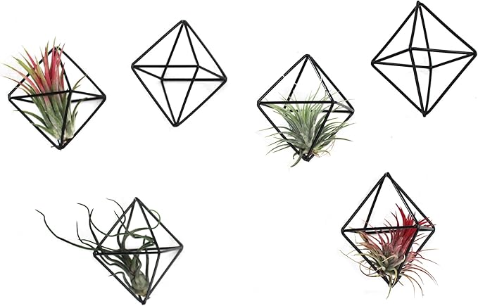 6-Pack Geometric Wire Air Plant Holders, Small Black Metal Tillandsia Stands for Desk Decor, Himmeli Planter Rack for Home & Office – Cute Display for Small/Medium Air Plants