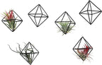 6-Pack Geometric Wire Air Plant Holders, Small Black Metal Tillandsia Stands for Desk Decor, Himmeli Planter Rack for Home & Office – Cute Display for Small/Medium Air Plants