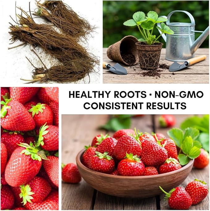 All Star Strawberry Plants, Day-Neutral Everbearing Plants, High-Yield Sweet Berries, Non-GMO Live Strawberry Starts for Garden, Raised Beds, Containers (10 Strawberry Plants)