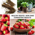 All Star Strawberry Plants - Grow Giant Strawberries - Bare Root Plants (15 Strawberry Plants)