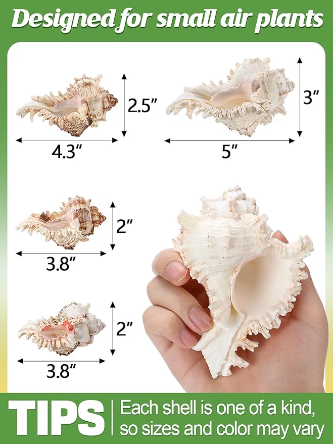 ANPHSIN 4 Pack Conch Sea Shell Air Plant Holders- 4-5 inches Natural Airplant Pot, Decorative Tillandsia Succulent Display Container for Gardening Housewarming Gifts Home Table Decors, No Plants