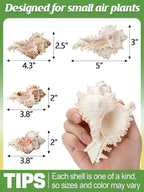 ANPHSIN 4 Pack Conch Sea Shell Air Plant Holders- 4-5 inches Natural Airplant Pot, Decorative Tillandsia Succulent Display Container for Gardening Housewarming Gifts Home Table Decors, No Plants