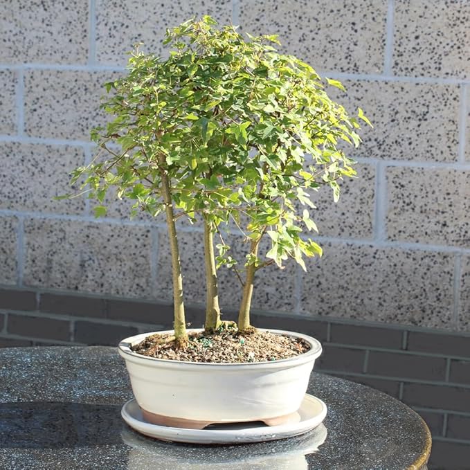 Brussel's Bonsai - Live Trident Maple Bonsai Grove with White Ceramic Tray, Outdoor Bonsai Tree Live Plant, Multi Tree Bonsai Display for Patio Garden Decor