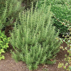 Set 2 Rosemary Plants Live, Ready to Grow Rosemary Plant 6 to 8 Inches, Hardy Fragrant Herb Plants for Outdoor Garden, 4'' Potted Plants