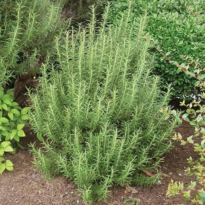 Set 2 Rosemary Plants Live, Ready to Grow Rosemary Plant 6 to 8 Inches, Hardy Fragrant Herb Plants for Outdoor Garden, 4'' Potted Plants