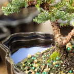 Brussel's Bonsai - Live Green Mound Juniper Bonsai Tree in Zen Reflections Pot, Outdoor Bonsai Tree Live Plant, 3 Years Old, 6-8 Inches Tall, Easy Care Bonsai for Patio Garden (Small)